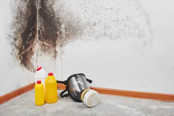 Best Crawl Space Mold Removal  in Hayden, ID