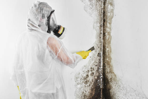 Best Mold Cleaning Services  in Hayden, ID