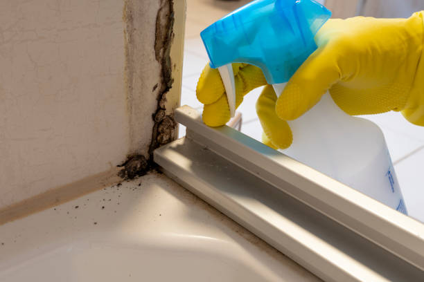 Best Local Mold Removal Service  in Hayden, ID